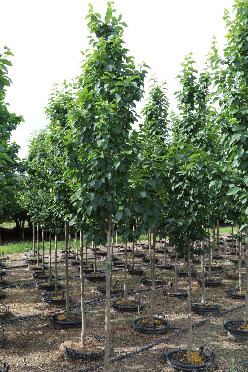 In the Field, 11 Jul 2019