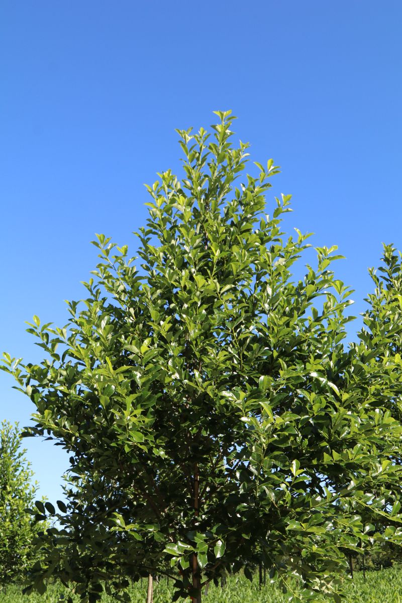 In the Field, 27 Jul 2019