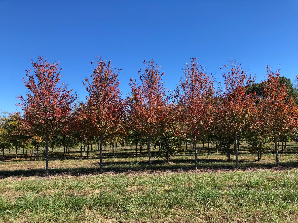 In the Field, 11 Nov 2019