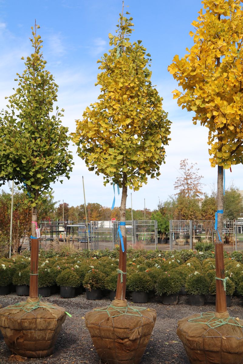 What’s New and Fresh, 20 Nov 2019