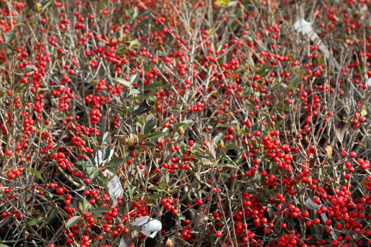 What’s New and Fresh, 16 Dec 2019