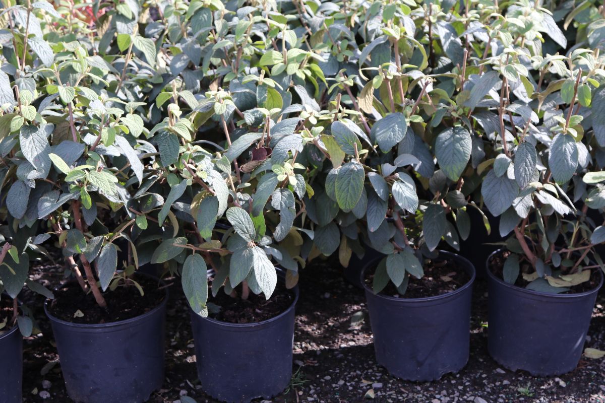 What’s New and Fresh, 14 Nov 2019