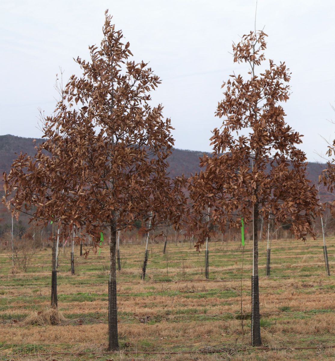 In the Field, 9 Dec 2019