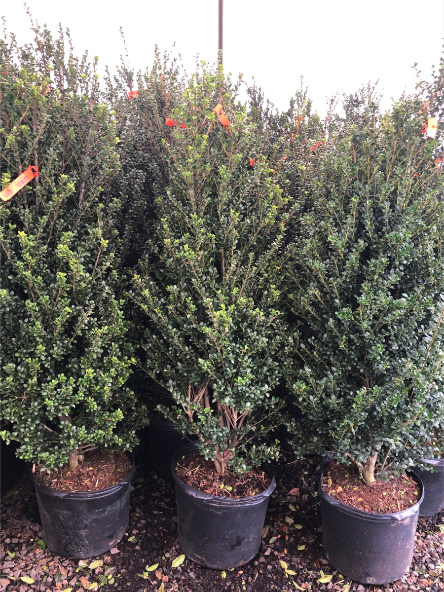 What’s New and Fresh, 13 Jan 2020