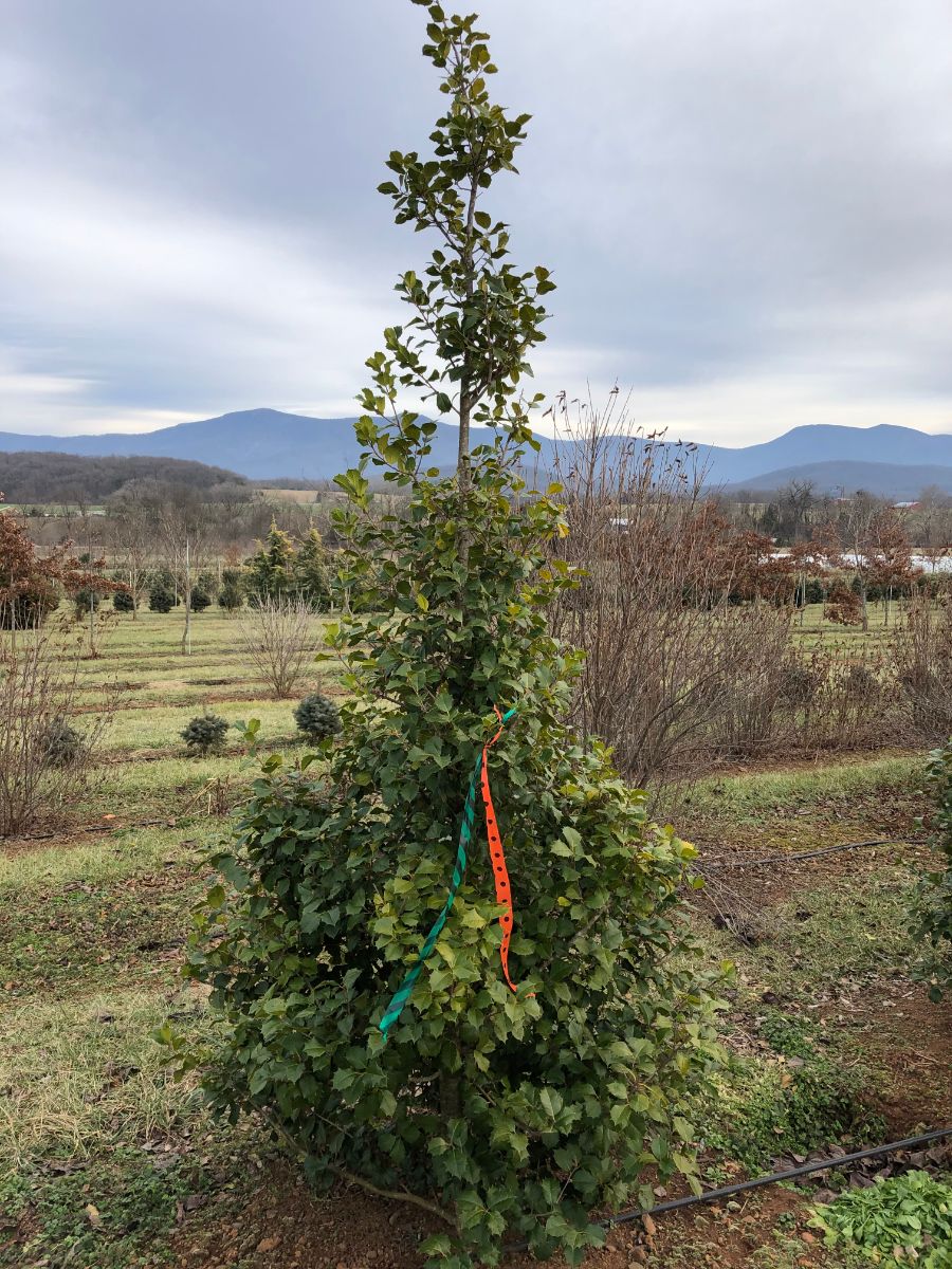 In the Field, 17 Febr 2020