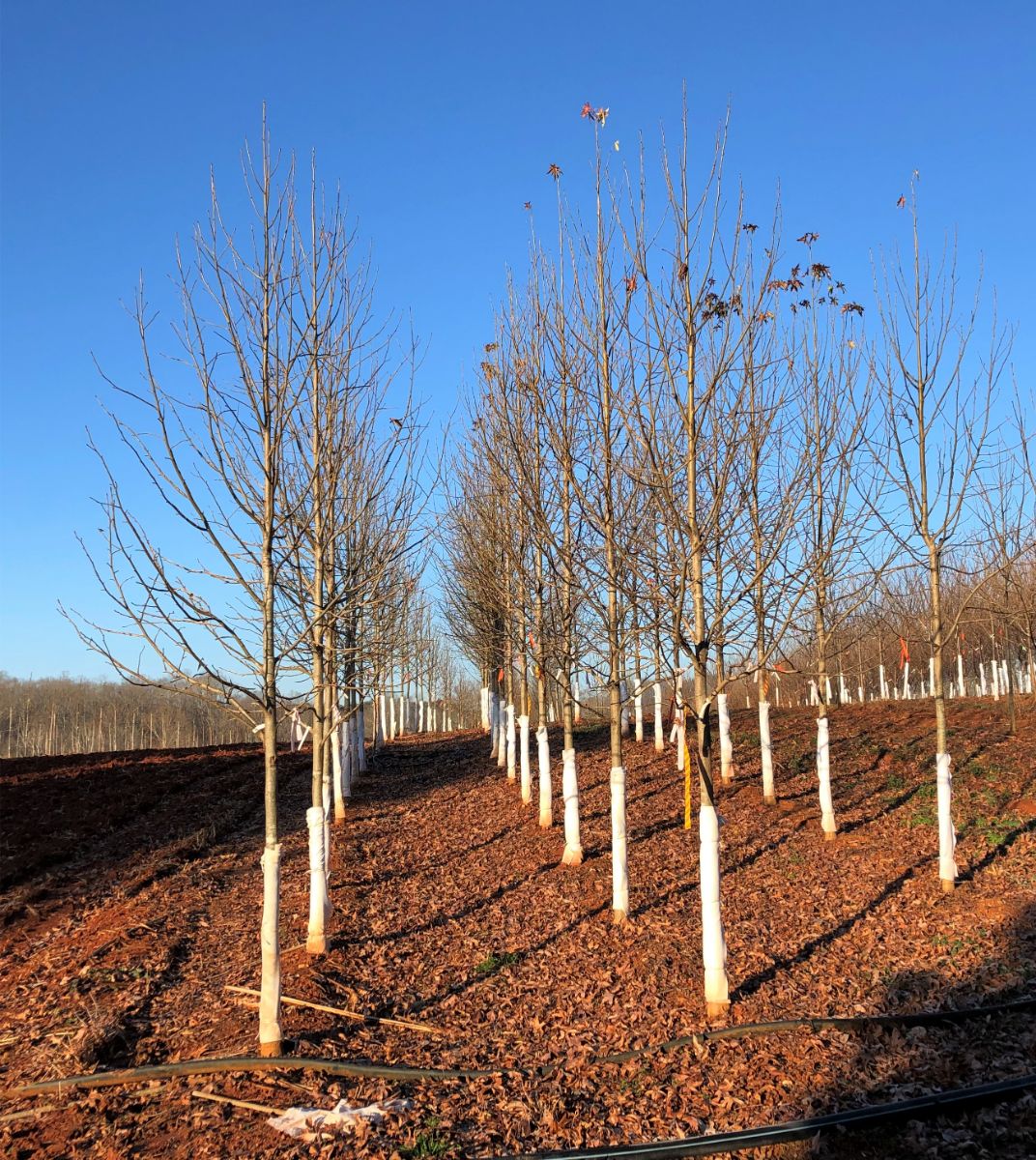 In the Field, 20 Jan 2020