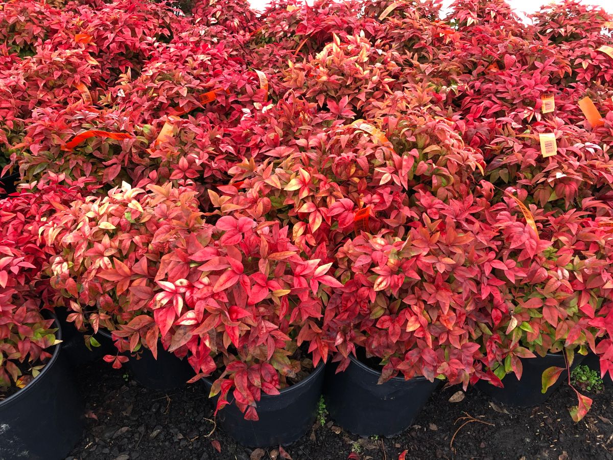 What’s New and Fresh, 27 Jan 2020