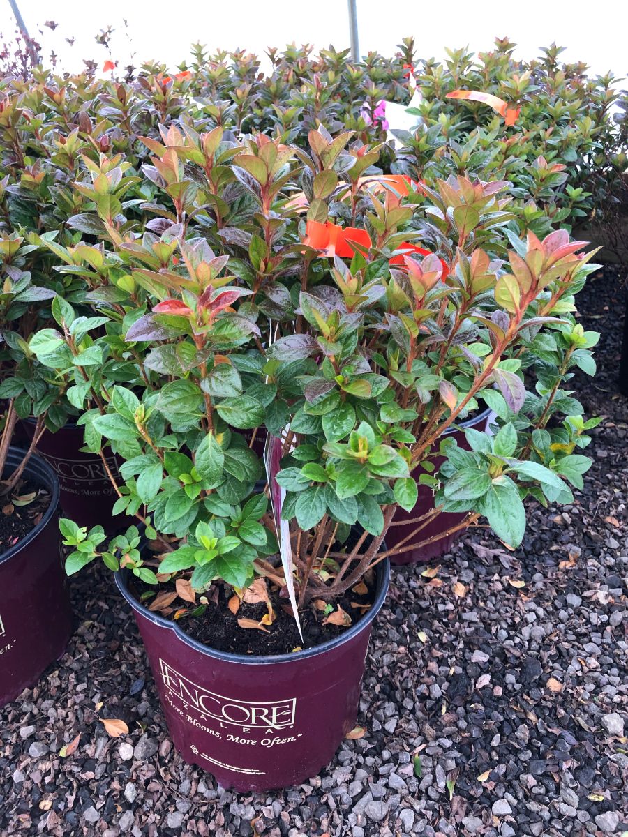 What’s New and Fresh, 10 Febr 2020