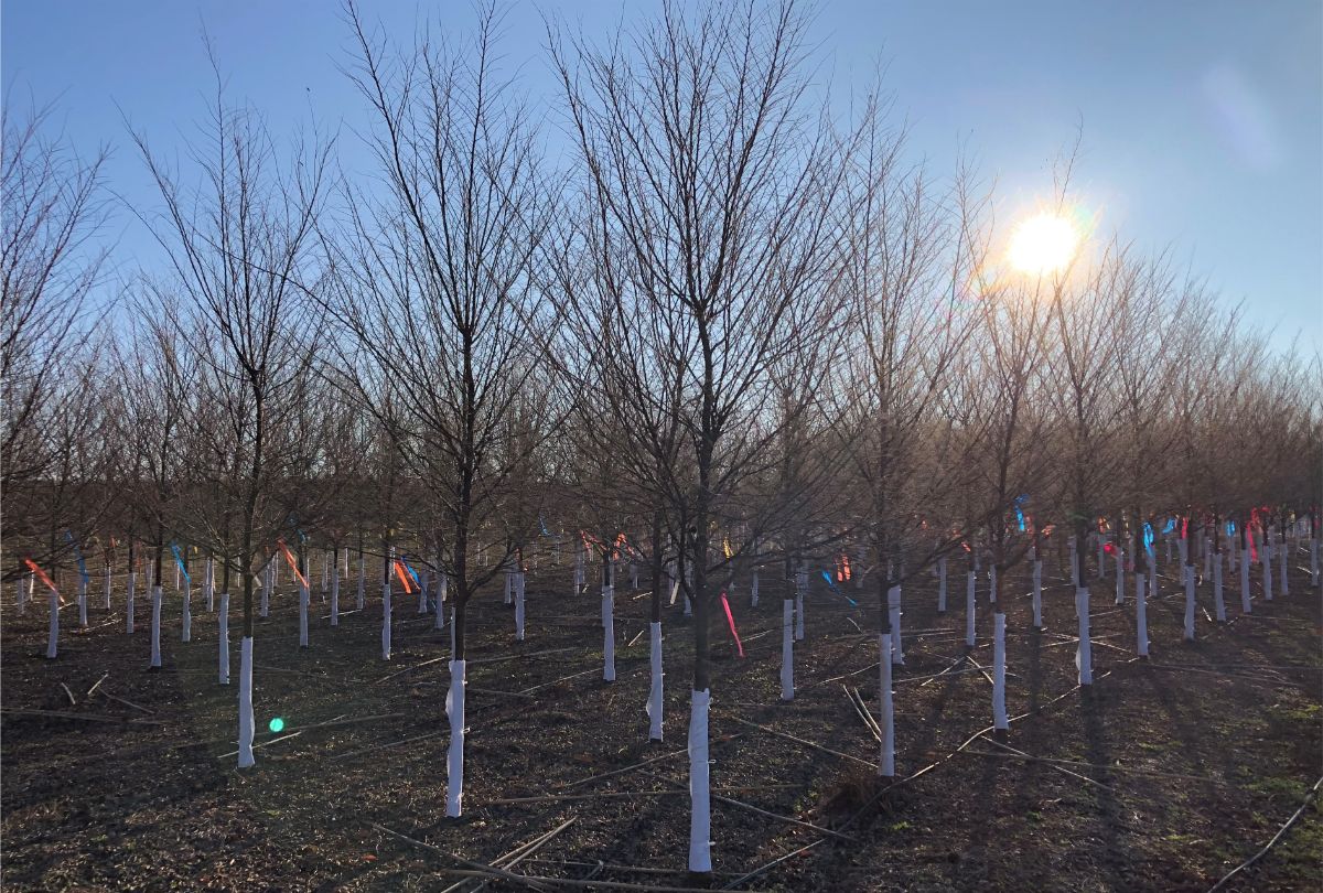 In the Field, 6 Jan 2020