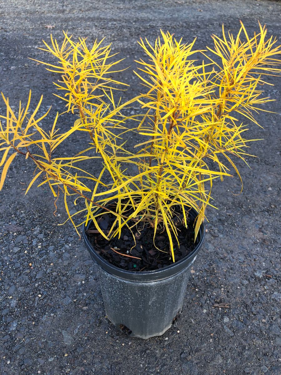 What’s New and Fresh, 25 Nov 2020