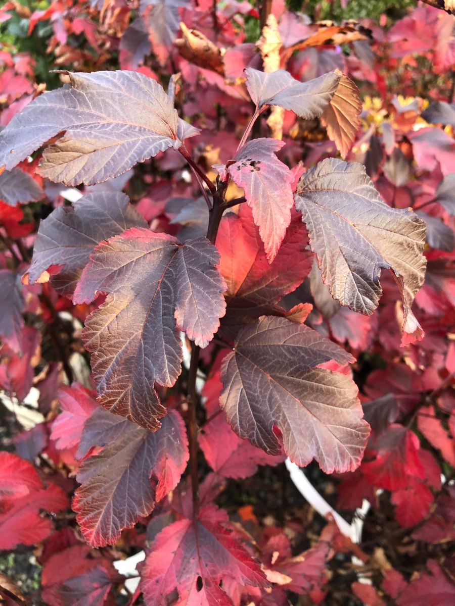 What’s New and Fresh, 22 Nov 2020