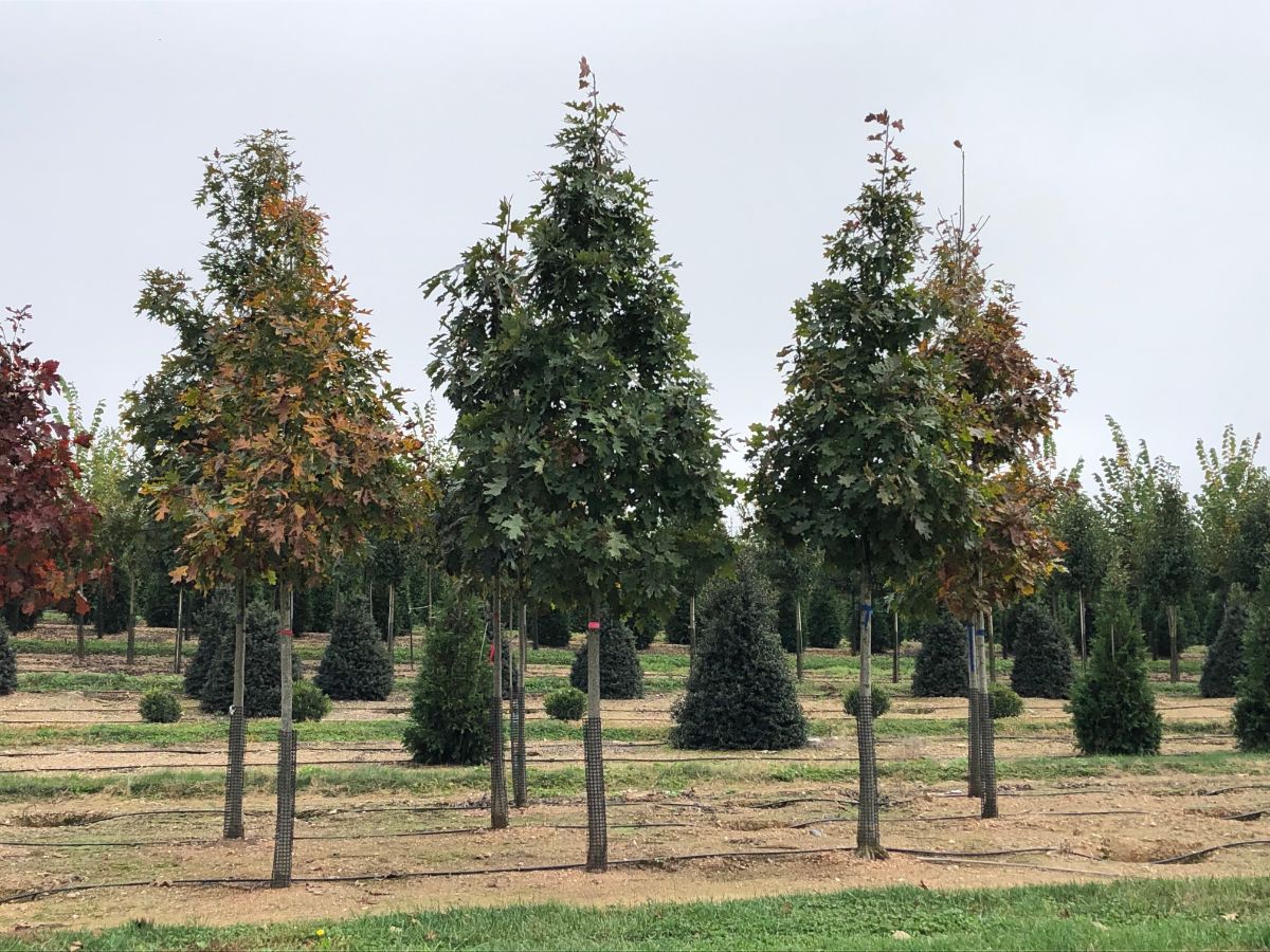 In the Field, 29 Nov 2020