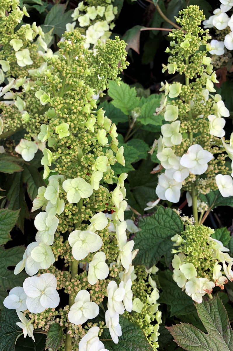 What’s New and Fresh, 11 Jun 2021