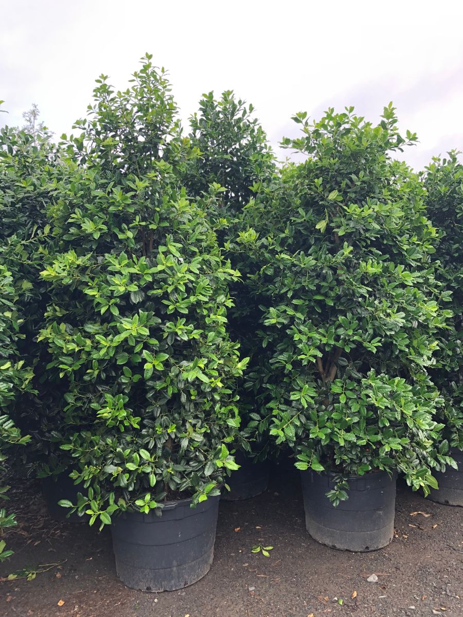 What’s New and Fresh, 18 Jun 2021