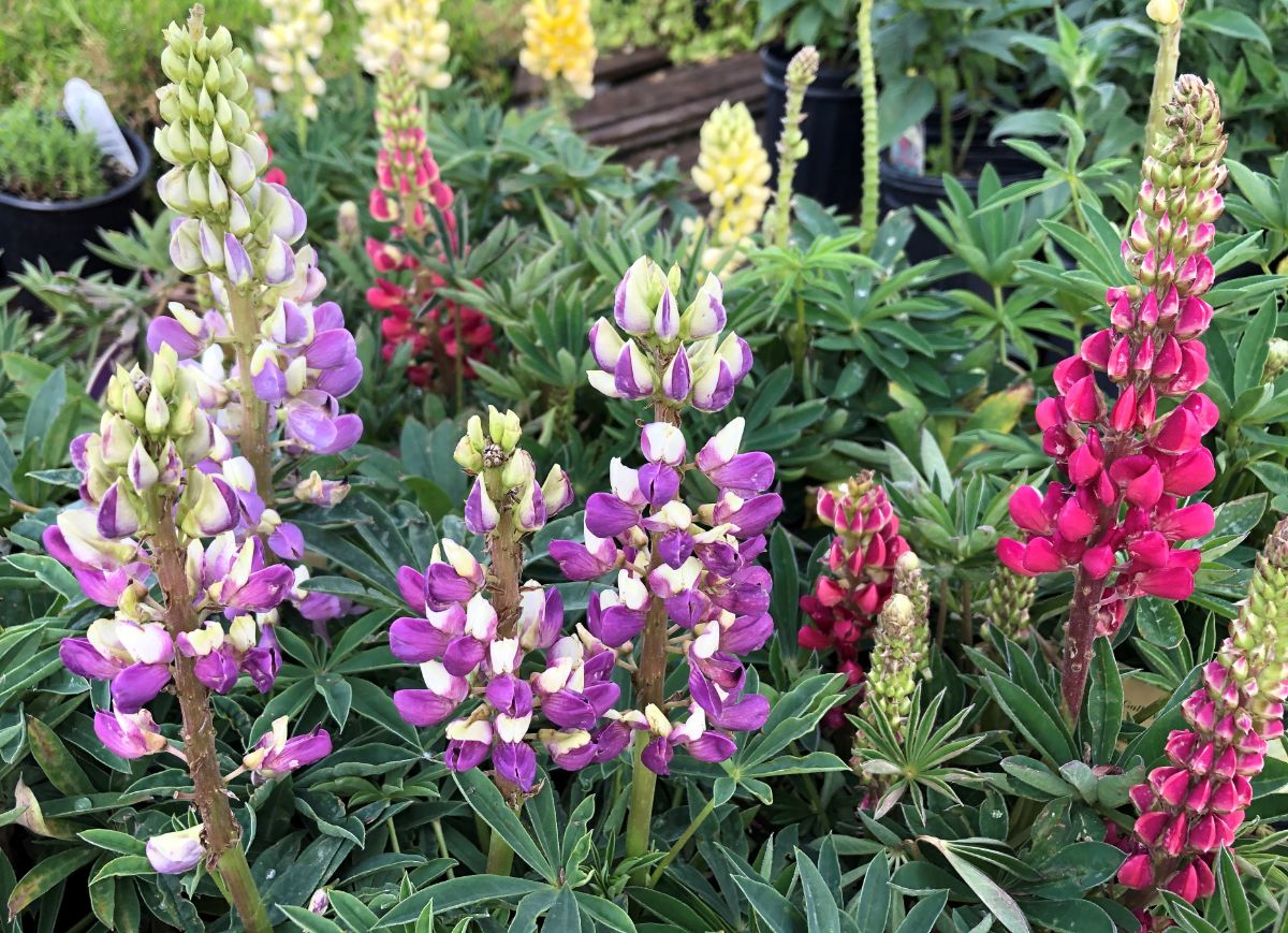 What’s New and Fresh, 9 Jun 2021