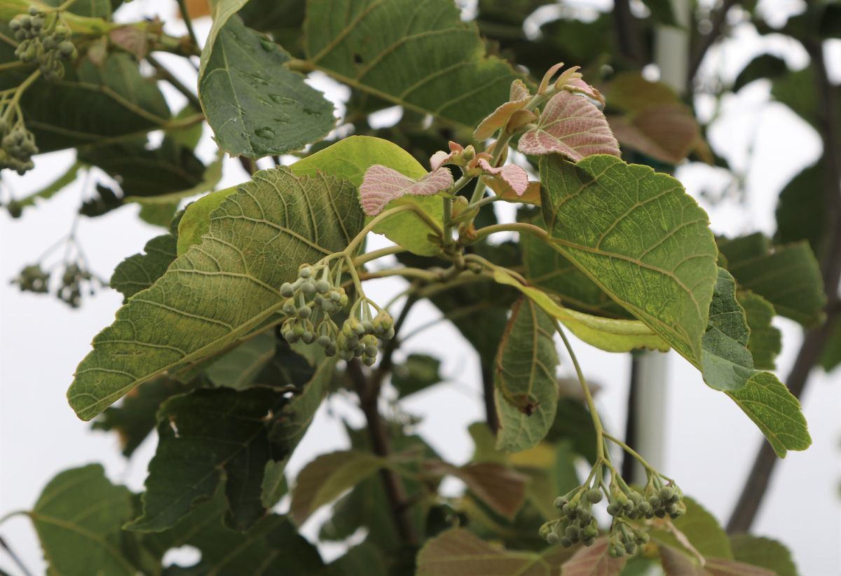 In the Field, 28 Jun 2021