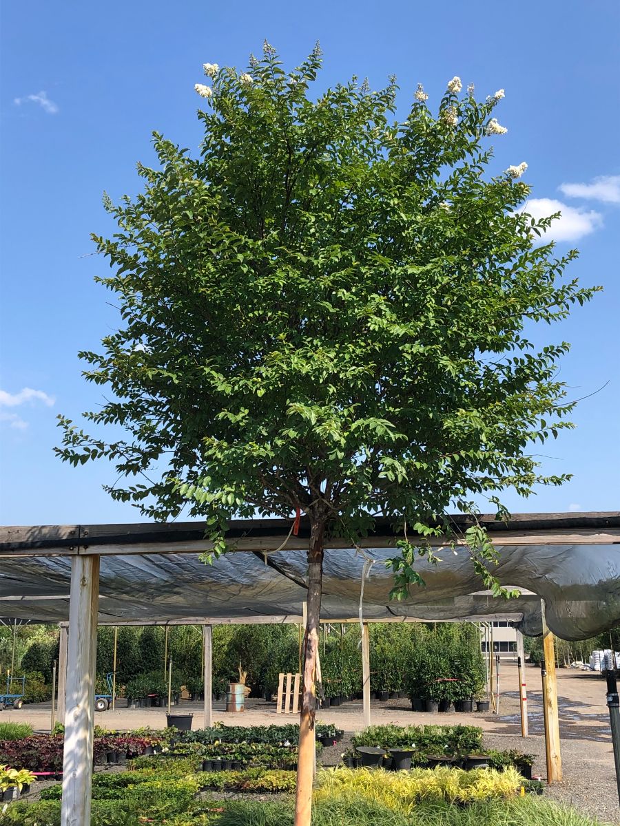 What’s New and Fresh, 31 Jul 2021