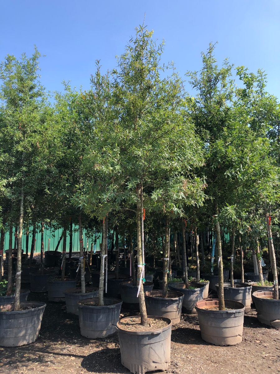 What’s New and Fresh, 4 Aug 2021