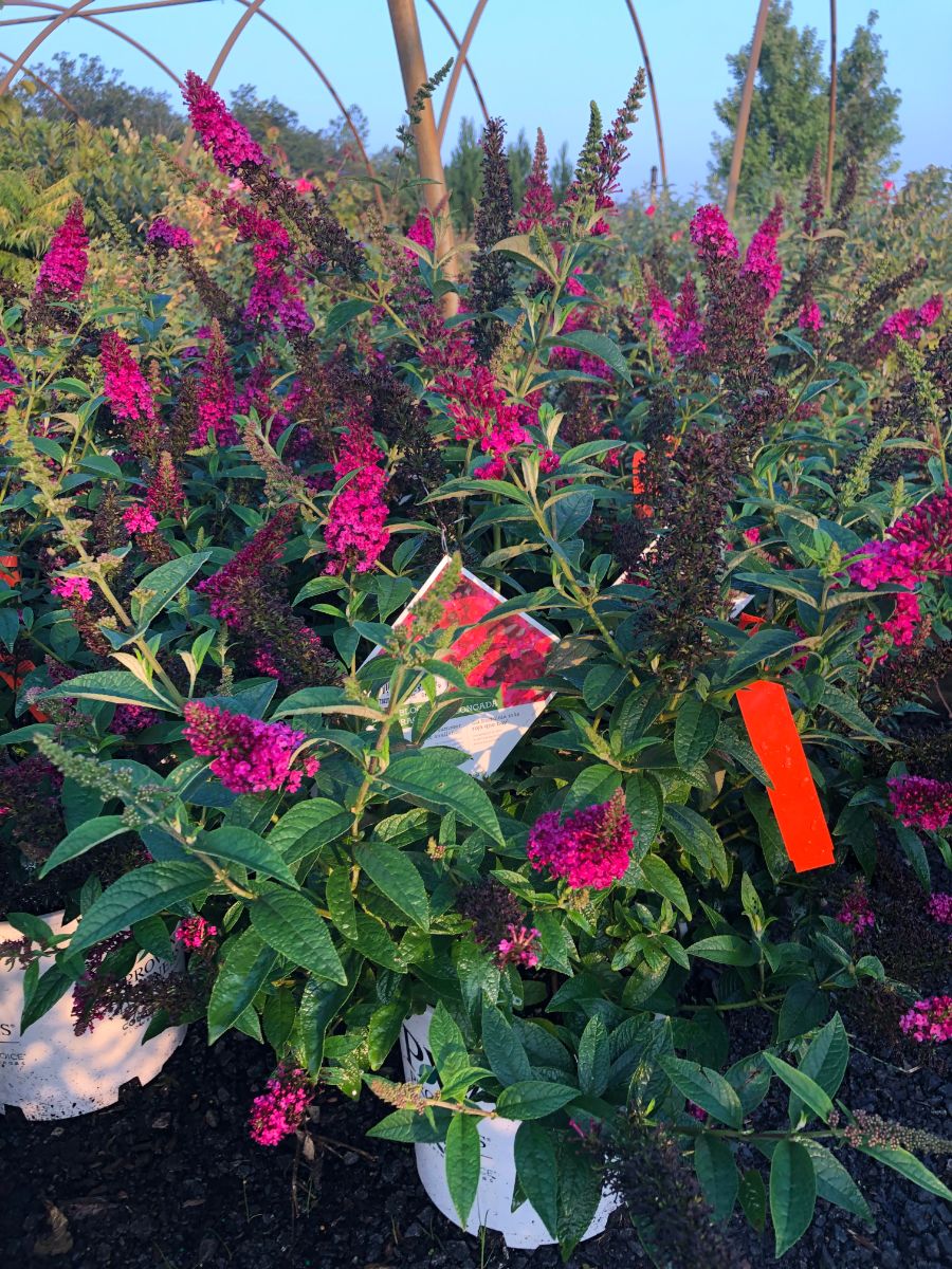 What’s New and Fresh, 29 Aug 2021