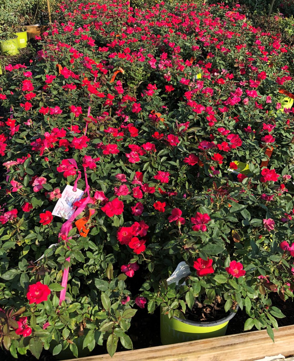 What’s New and Fresh, 17 Aug 2021