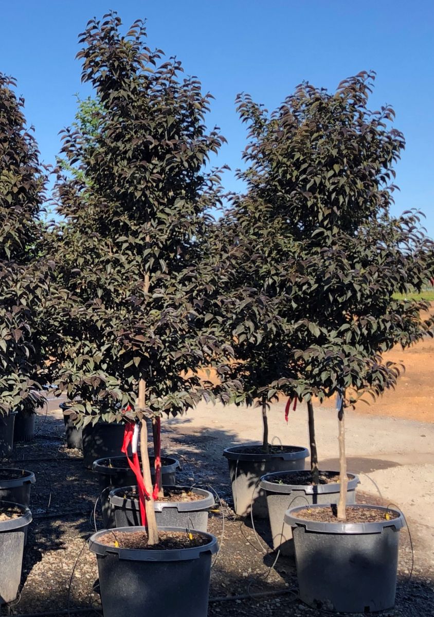 In the Field, 6 Aug 2021