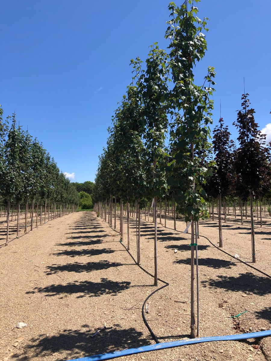 In the Field, 4 Sept 2021