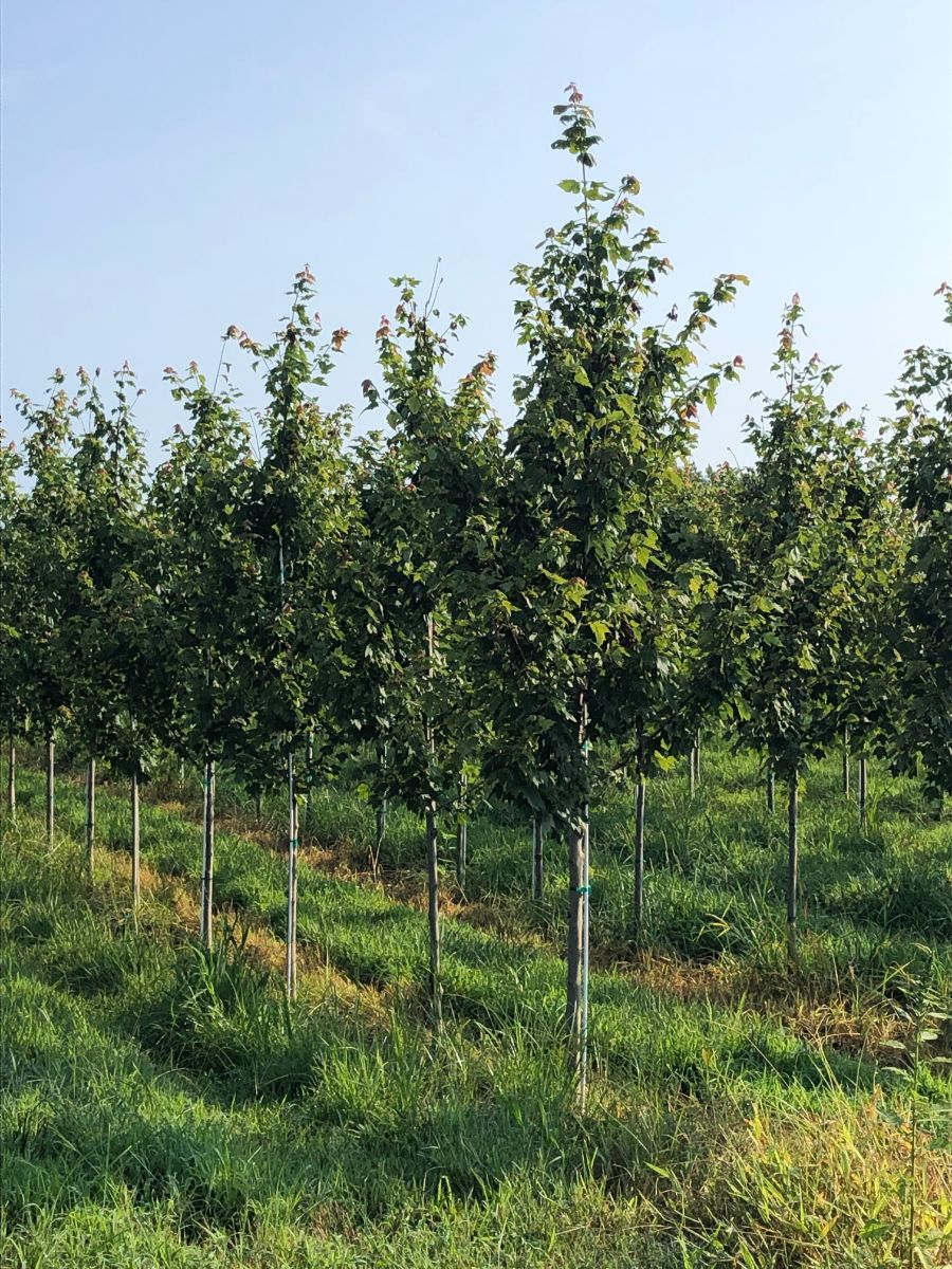 In the Field, 24 Sept 2021