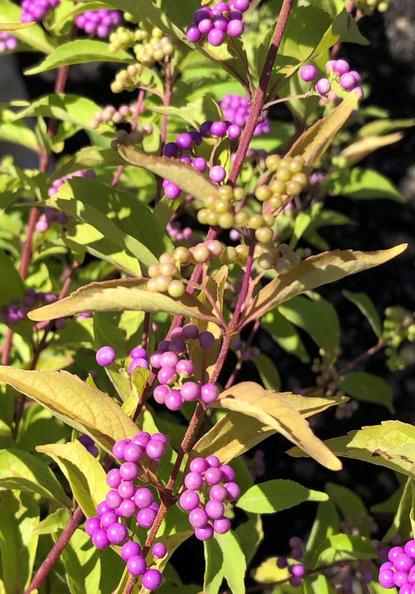 What’s New and Fresh, 18 Sept 2021