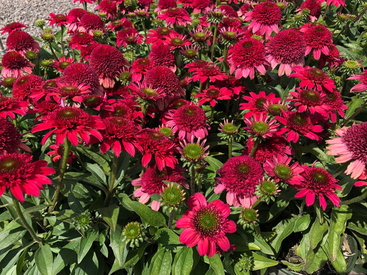 In the Field, 26 Oct 2021