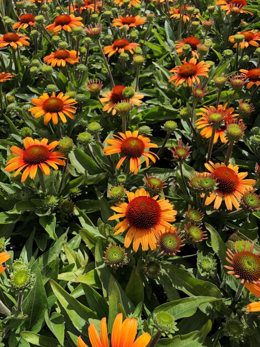 In the Field, 7 Nov 2021