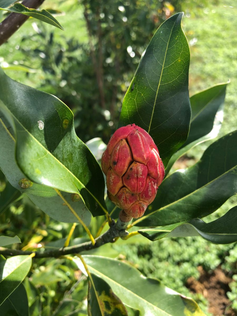 In the Field, 11 Nov 2021