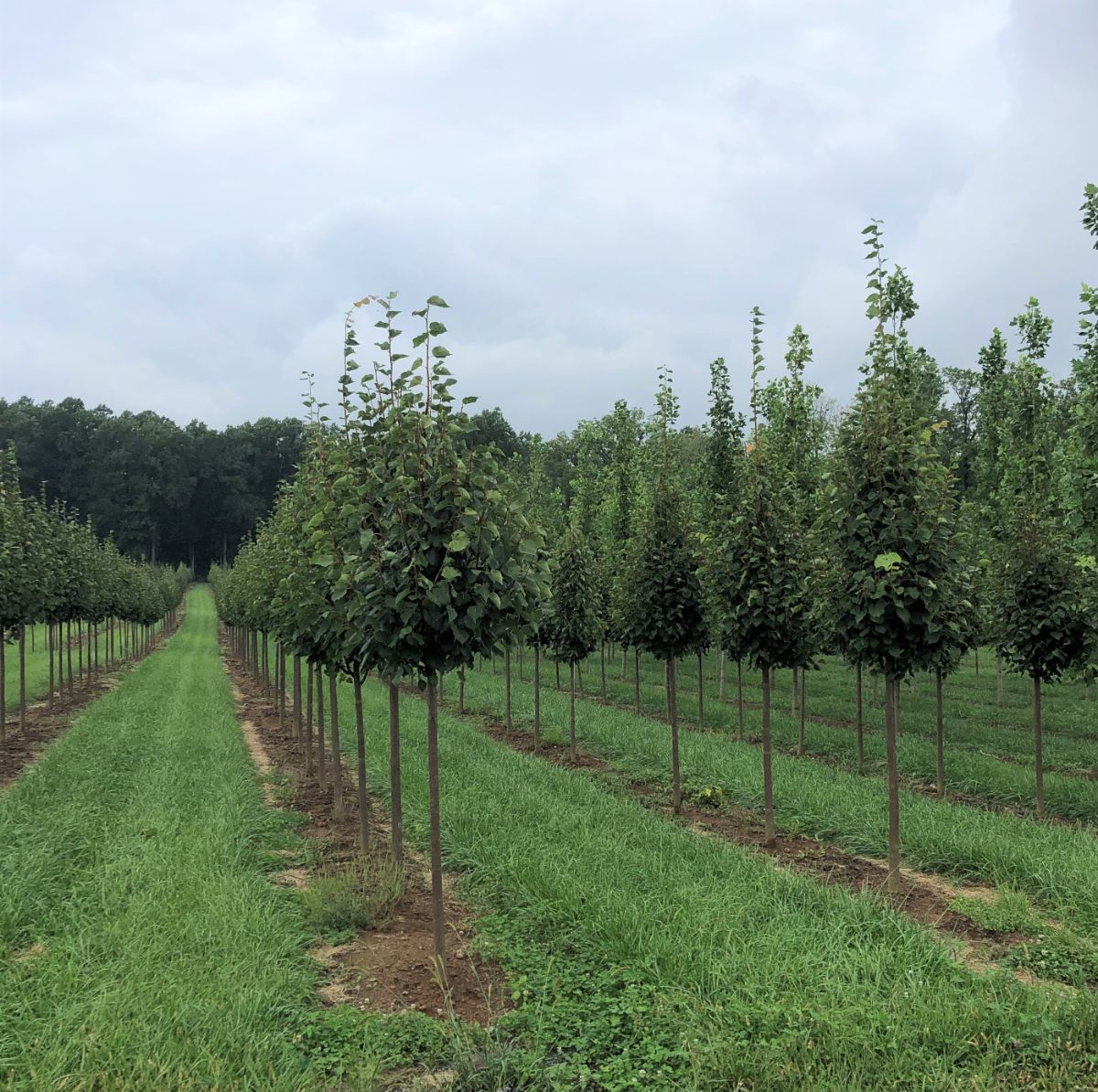 In the Field, 5 Dec 2021