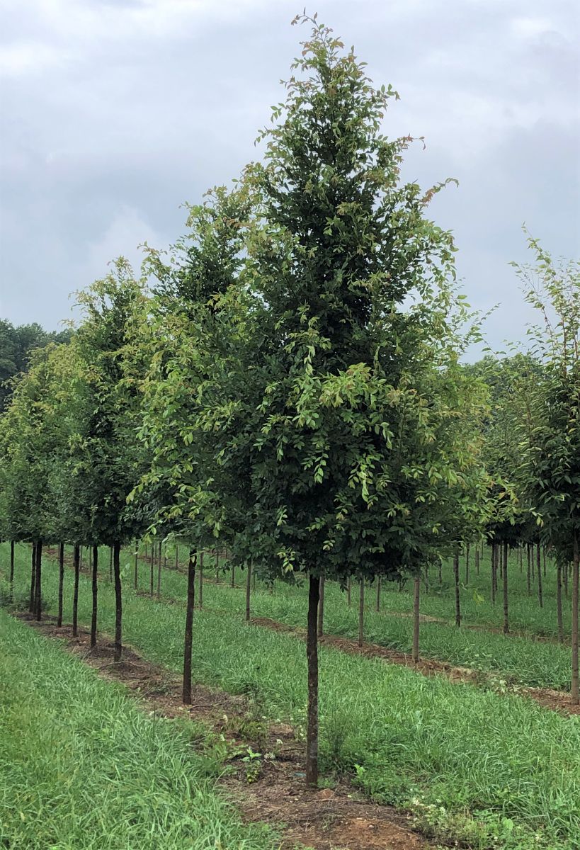 In the Field, 23 Nov 2021