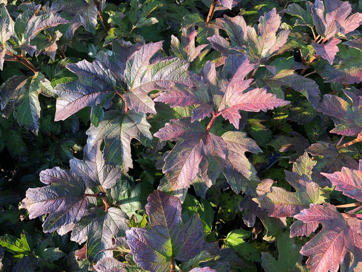 What’s New and Fresh, 9 Dec 2021