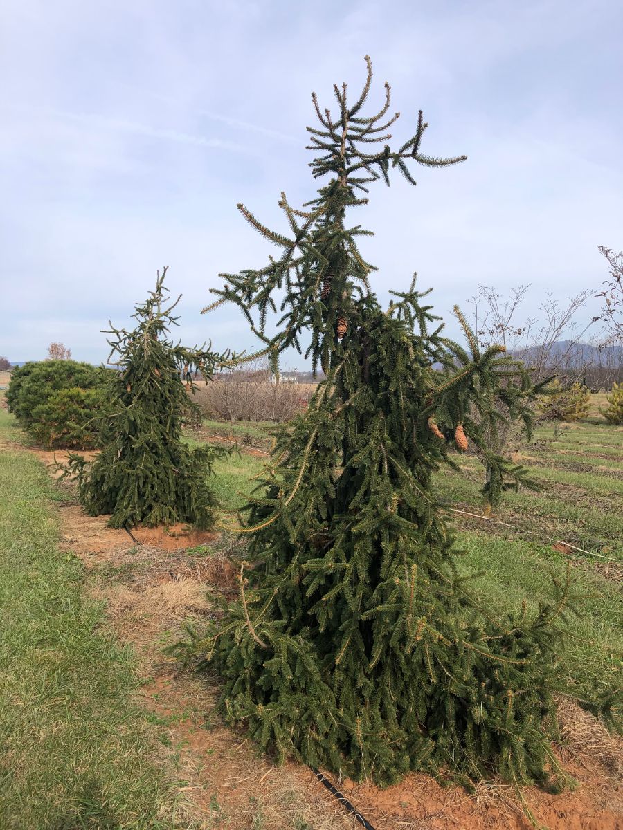 In the Field, 13 Dec 2021