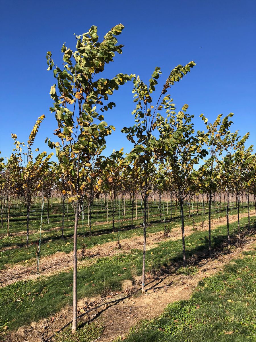 In the Field, 1 Jan 2022