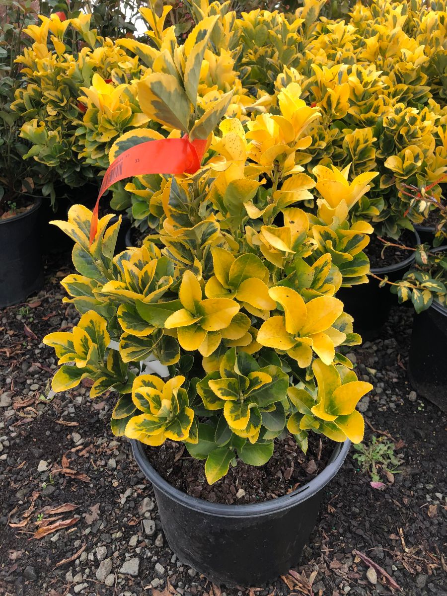 What’s New and Fresh, 5 Febr 2022