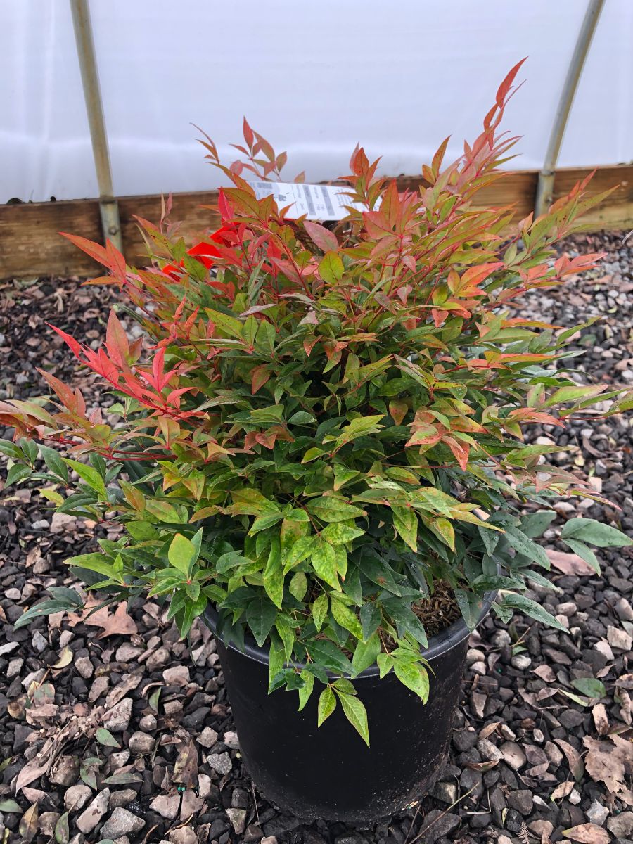 What’s New and Fresh, 19 Febr 2022