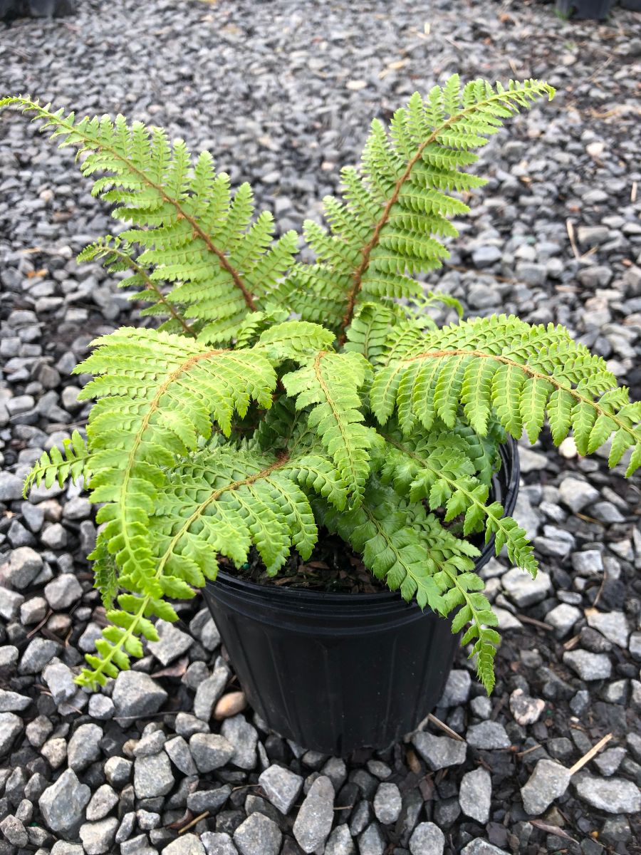 What’s New and Fresh, 3 Apr 2022