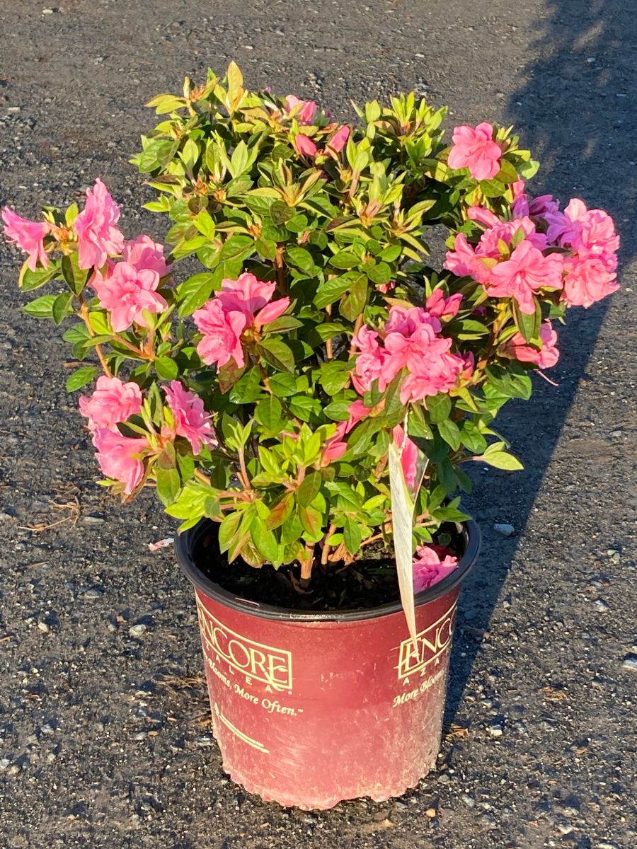 What’s New and Fresh, 18 Apr 2022