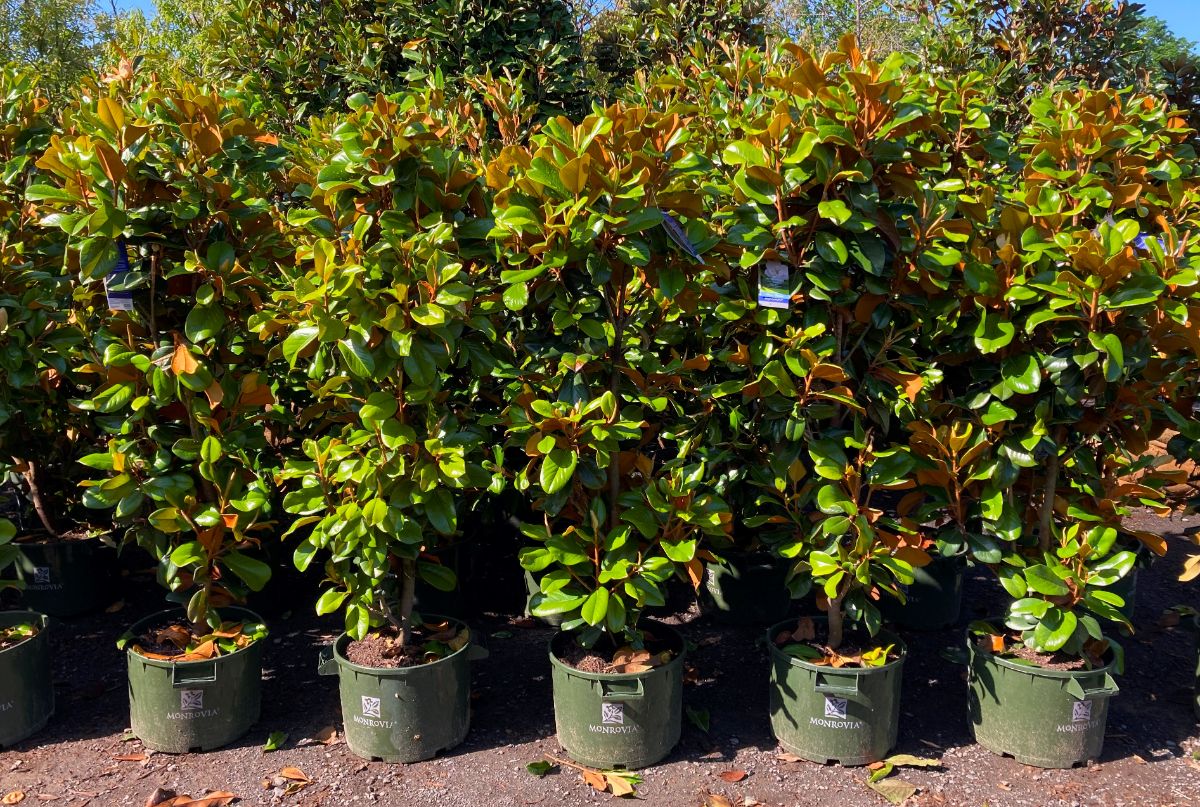 What’s New and Fresh, 30 May 2022