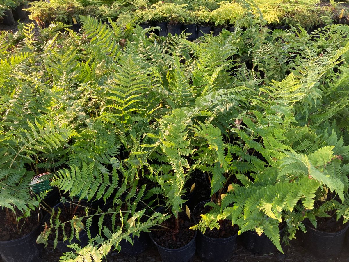 What’s New and Fresh, 24 Jun 2022