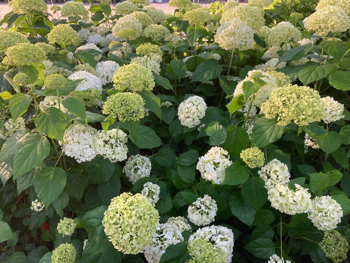 What’s New and Fresh, 11 Jun 2022