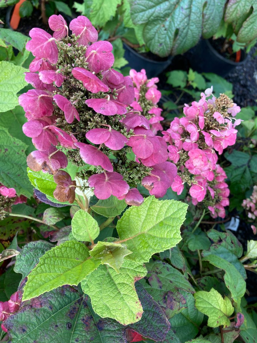 What’s New and Fresh, 2 Jul 2022