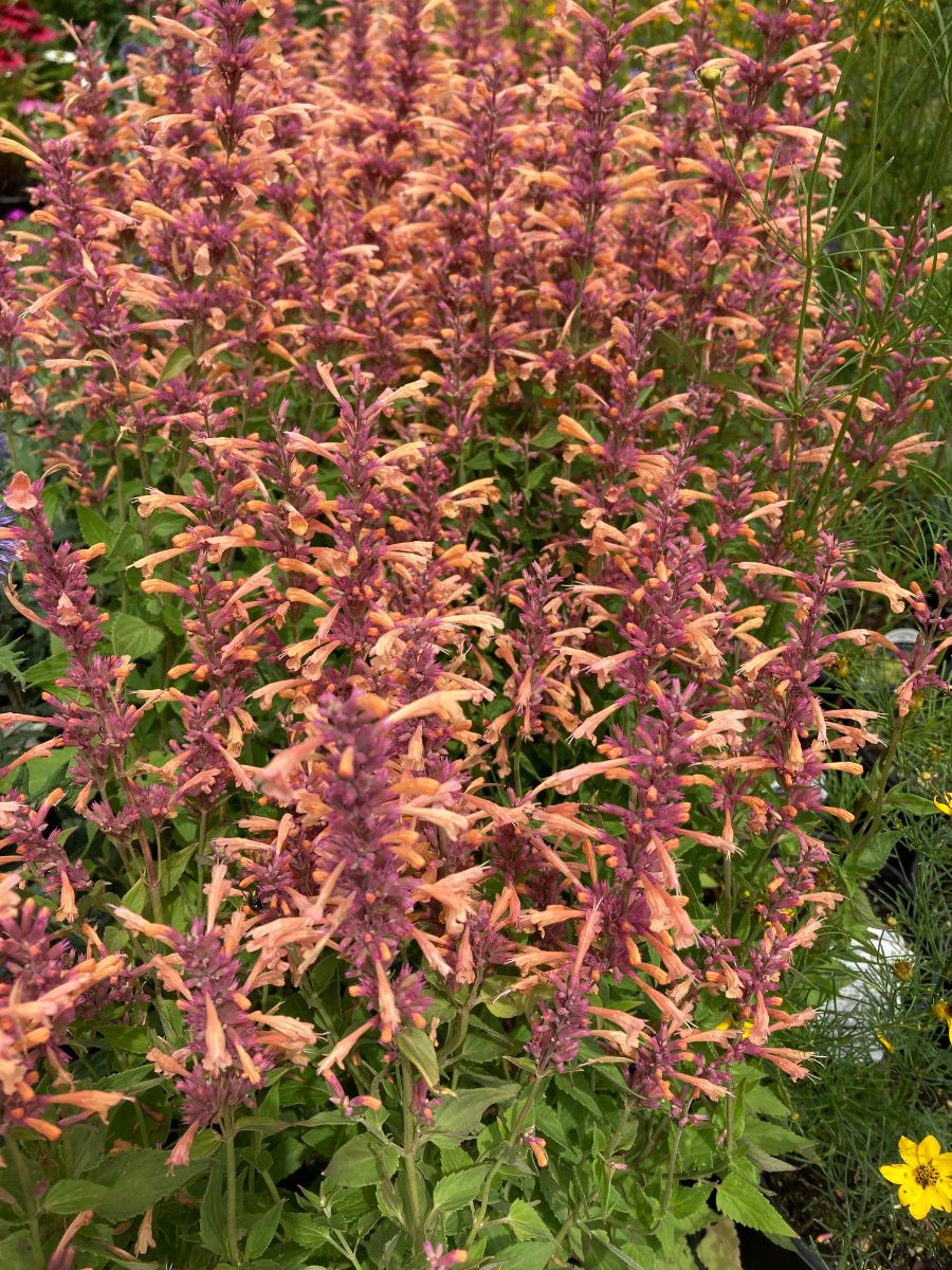 What’s New and Fresh, 18 Jul 2022