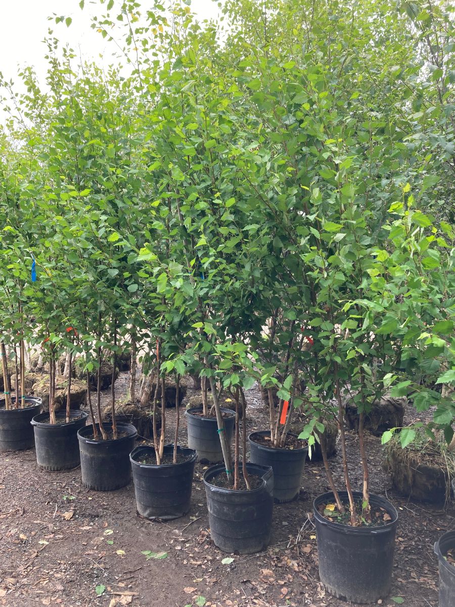 What’s New and Fresh, 26 Jul 2022