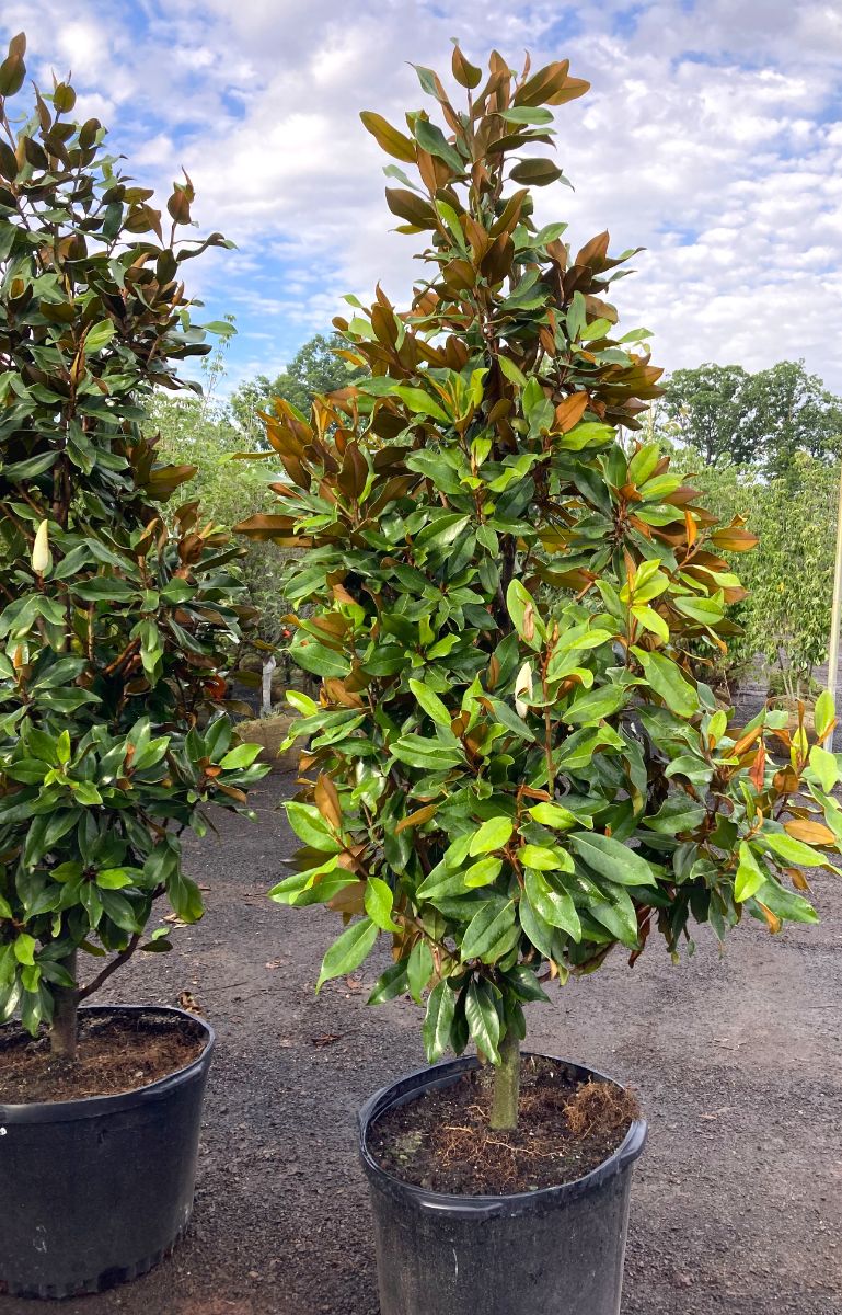 What’s New and Fresh, 6 Jul 2022