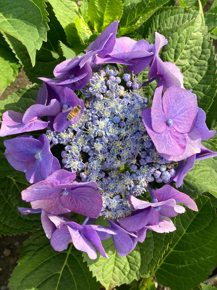 In the Field, 11 Aug 2022