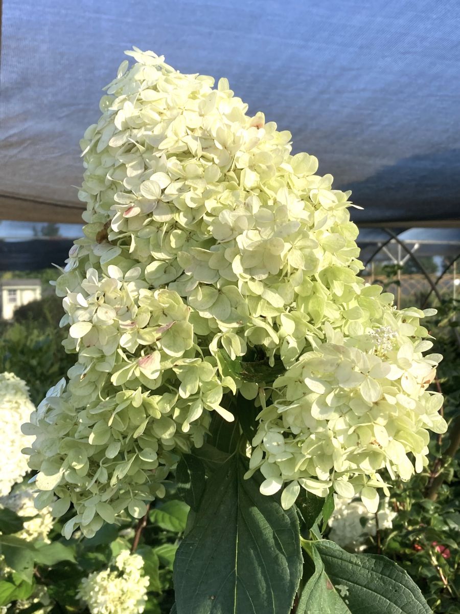 What’s New and Fresh, 27 Aug 2022