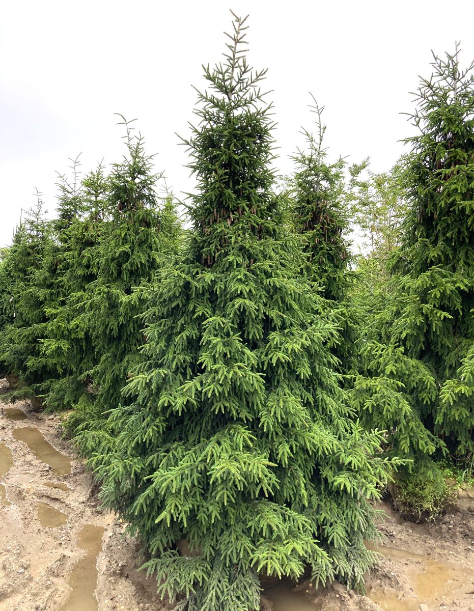 In the Field, 7 Aug 2022